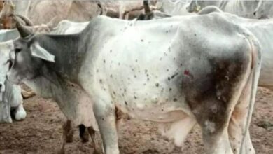 Photo of जनावरांच्या ‘लंम्पि’ आजारामुळे शेतकरी हैराण; कशी घ्यावी काळजी- वाचा सविस्तर