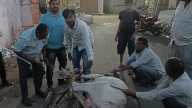 Photo of कौतुकास्पद! सुनिल बापू सावंत मित्र मंडळाच्या वतीने मुक्या जनावरांसाठी आगळा वेगळा उपक्रम