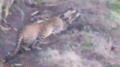 Photo of BREAKING: मांगी शिवारात बिबट्याचे दर्शन; नागरीक भयभीत, वन विभागाचे मात्र दुर्लक्ष